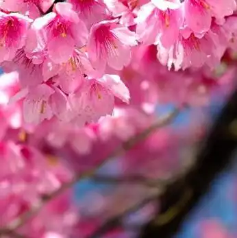 日本樱花和樱桃花的区别，日本樱花与樱桃花，一场跨越国度的花语之旅