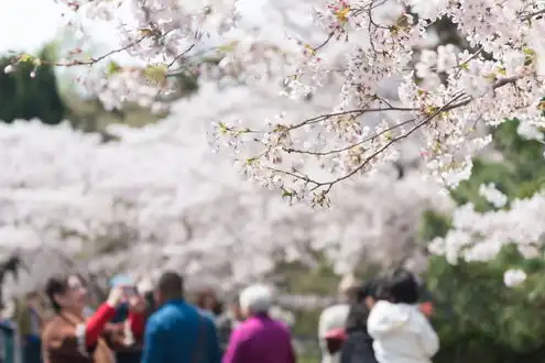 樱花服务器地址在哪里，探寻樱花服务器地址，一场浪漫的网络之旅