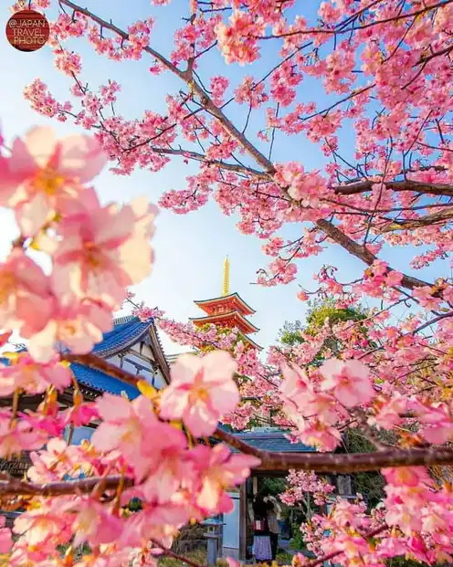 日本樱花服务器地址，畅游日本樱花之美——揭秘免费樱花云服务器网站入口及使用攻略