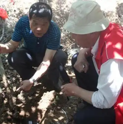 樱花服务器怎么了，樱花服务器风波，揭秘幕后真相，探寻游戏生态平衡之路