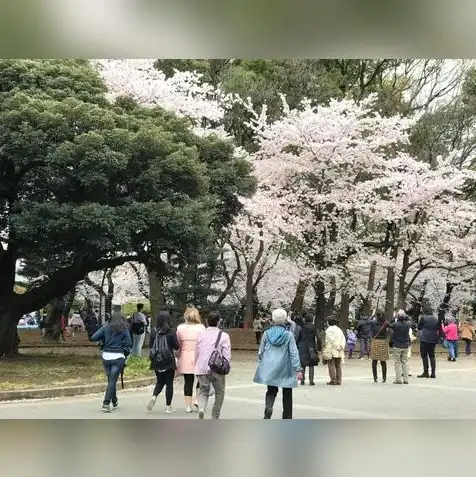 日本云主机空间网站搭建，深度解析日本云主机，搭建过程与优化技巧