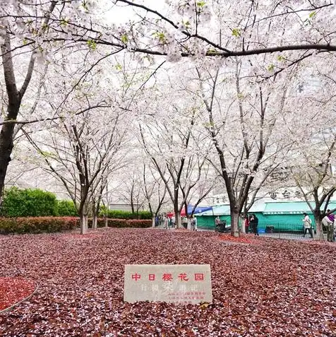 樱花服务器能玩什么游戏啊，樱花服务器游戏盘点，探寻日本文化魅力，畅享多元娱乐体验