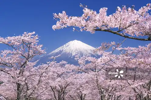 日本樱花服务器地址，探索日本樱花云服务器，地址解析与使用指南