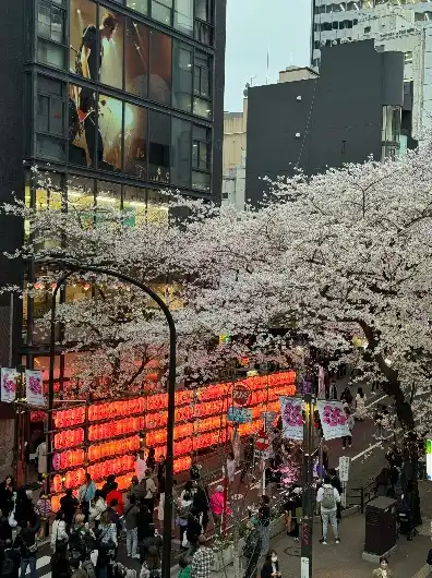 日本樱花服务器sakura哦在家，畅游日本樱花服务器，免费网站入口在线看网页版，带你领略樱花之美