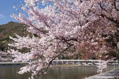 樱花服务器我的世界，樱花飘舞，梦幻般的Minecraft樱花服务器体验之旅