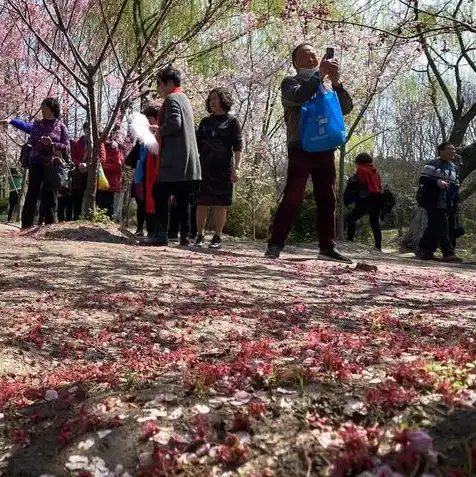 樱花彼岸服务器连接失败，樱花彼岸服务器连接失败，探寻背后的原因与应对策略