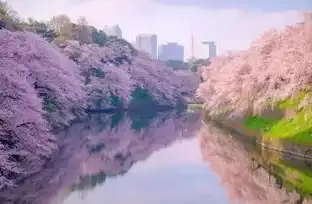 日本樱花云服务器下载，日本樱花云服务器深度评测，体验极致性能，畅享云端樱花之美