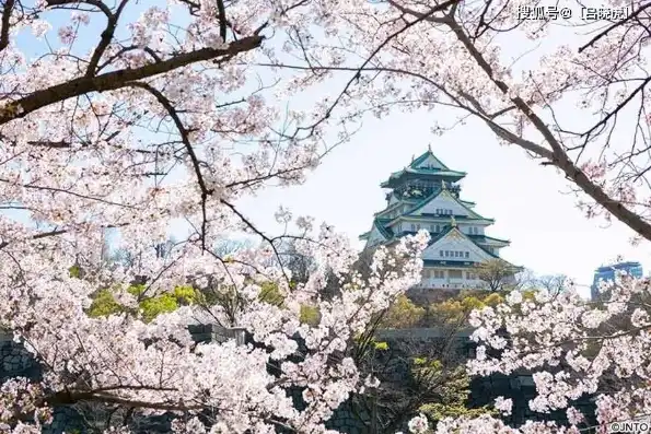 日本樱花服务器地址，漫游日本樱花盛景，探寻最佳樱花服务器地址与视频攻略