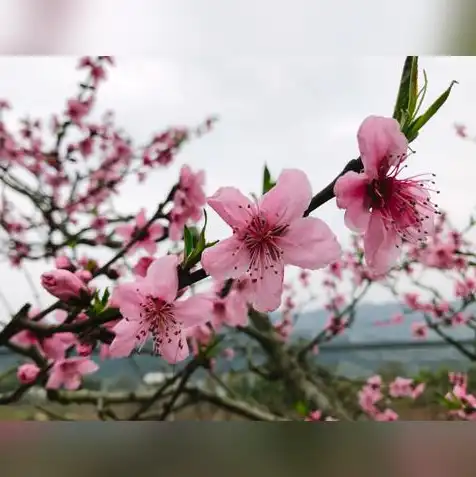 日本樱花服务器地址，漫步日本樱花云服务器，探寻桃花源般的美妙之旅