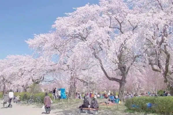 日本樱花服务器地址，揭秘日本樱花云服务器，地址解析及桃花应用实例详解