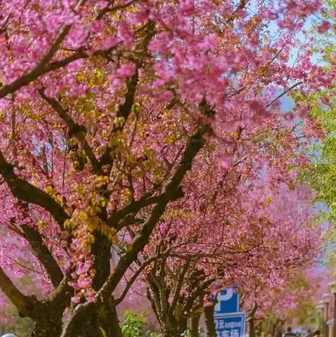 日本樱花服务器吧，穿越时空的浪漫，日本樱花服务器线上赏花之旅