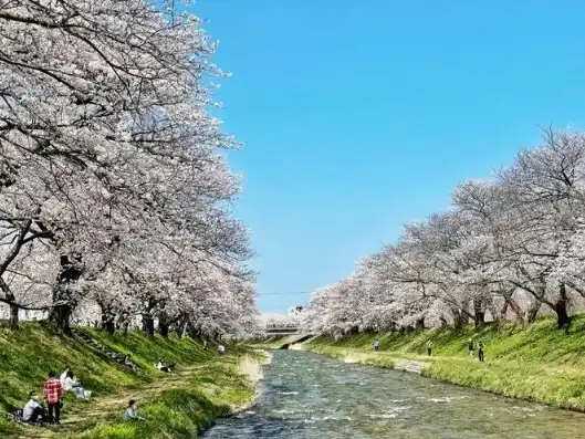 日本樱花服务器地址，日本樱花云服务器网站桃花，带你领略日本樱花之美，畅享云端生活！