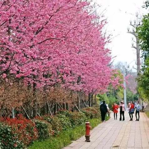 樱花云官网，樱花云服务器，免费畅享云端之旅，开启你的企业级应用新时代