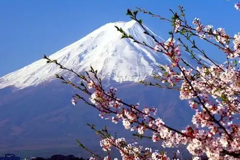 日本樱花服务器sakura哦在家，揭秘日本樱花云服务器，sakura cloud免费网站人口解析与深度体验