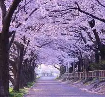 日本樱花服务器sakura哦在家，揭秘日本樱花云服务器，sakura cloud免费网站人口解析与深度体验