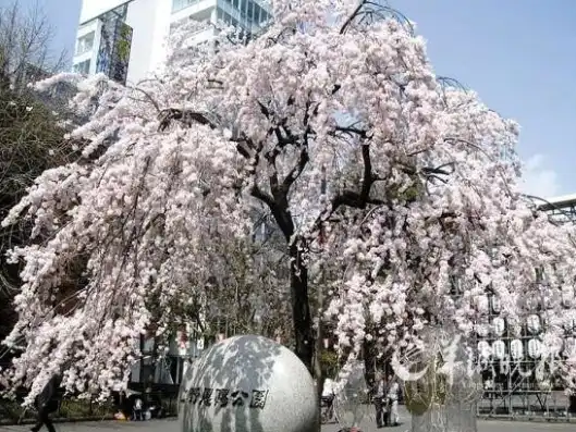 日本樱花服务器地址，探寻日本最美樱花服务器，揭秘东京、京都、大阪三大城市的樱花盛开盛景